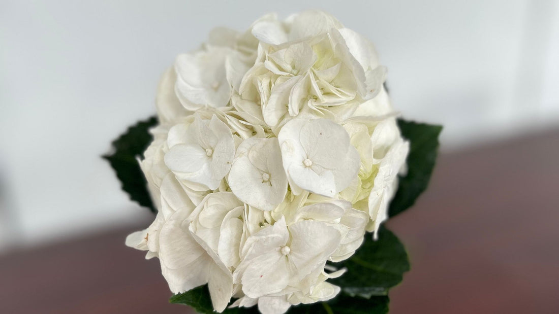 The Significance of Giving White Flowers: Purity, Peace, and New Beginnings