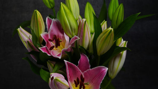 Fresh pink lilies with closed green buds in a bouquet, set against a dark background, showcasing vibrant floral beauty and natural elegance.