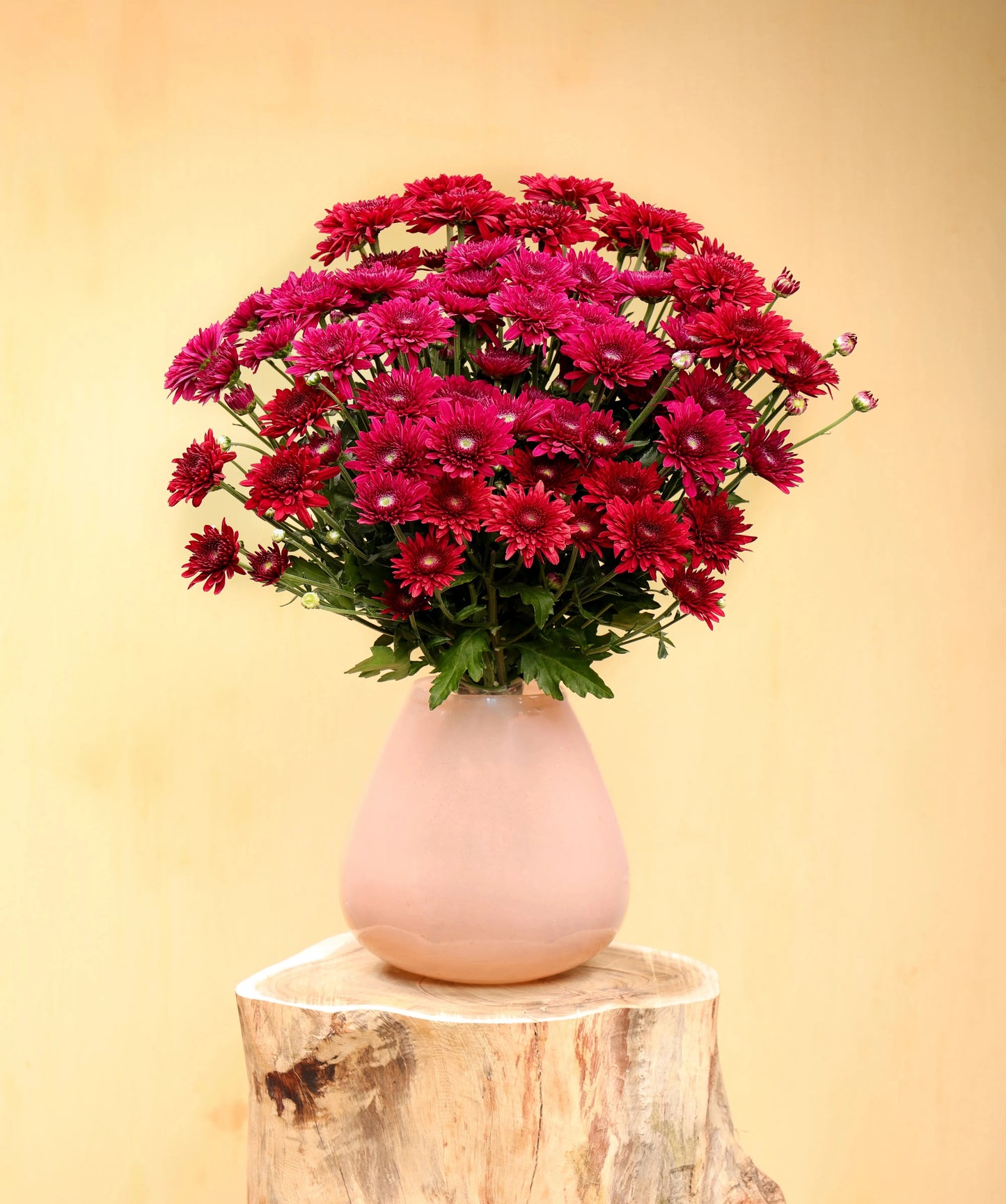 Chrysanthemum Bundle