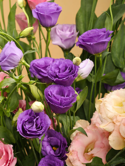 Eustoma