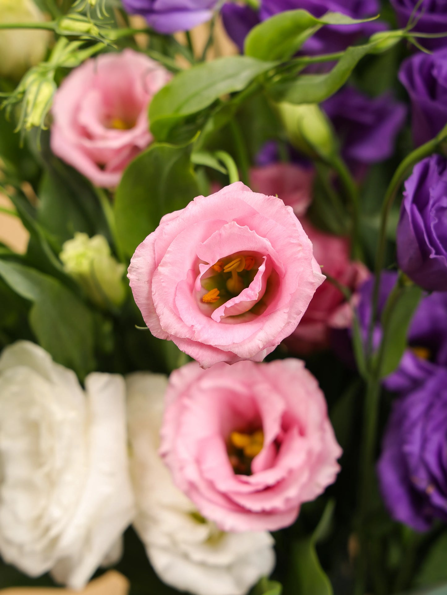 Eustoma