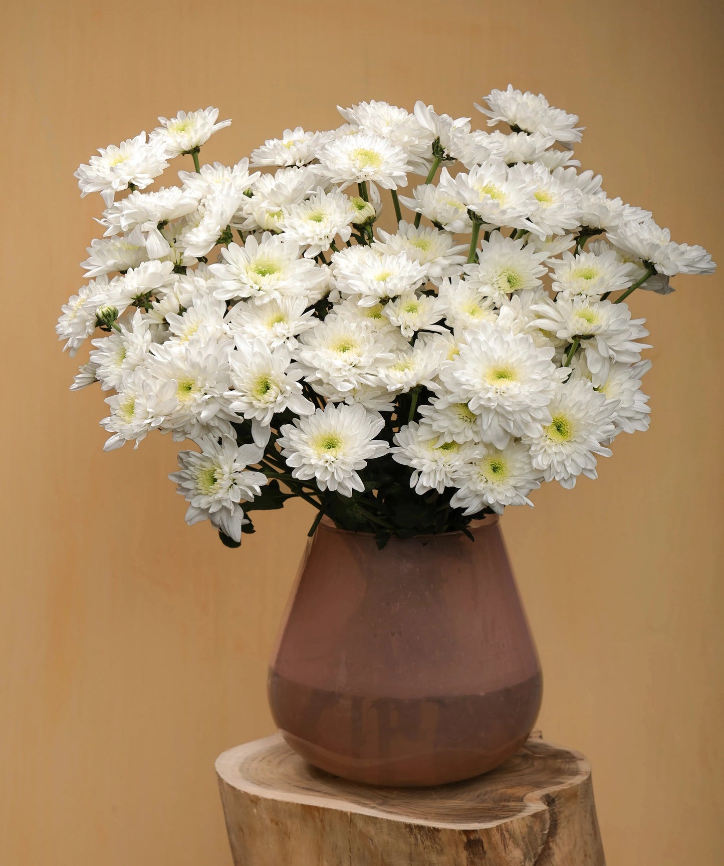 Chrysanthemum Bundle