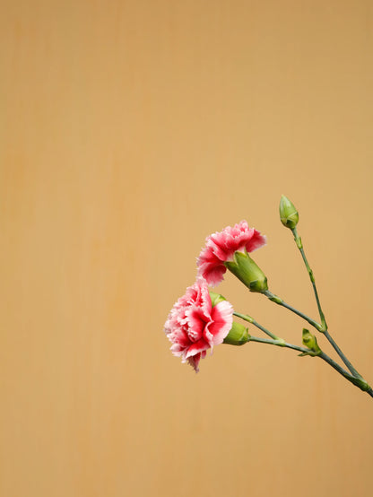 Spray Carnations