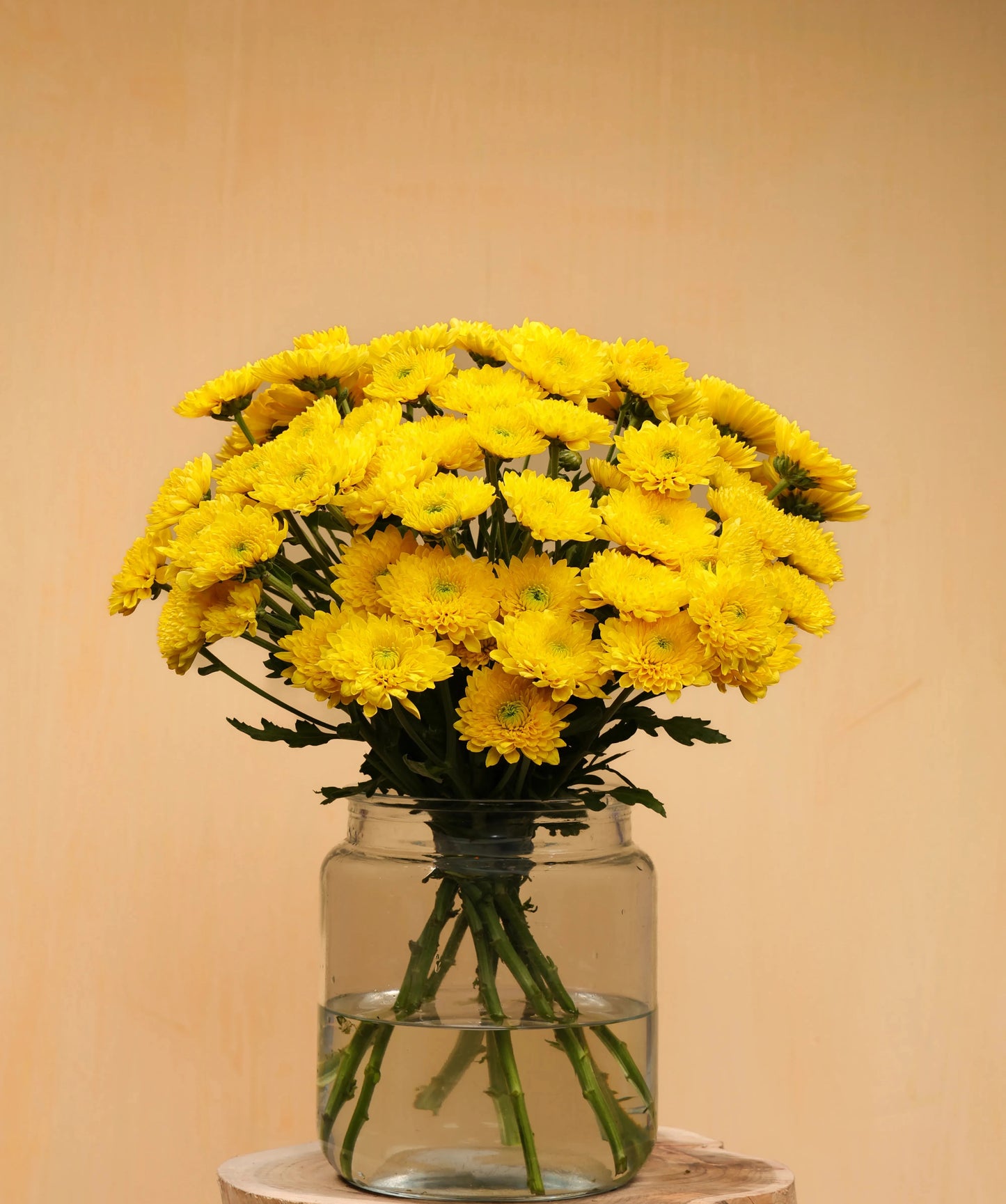 Chrysanthemum Bundle