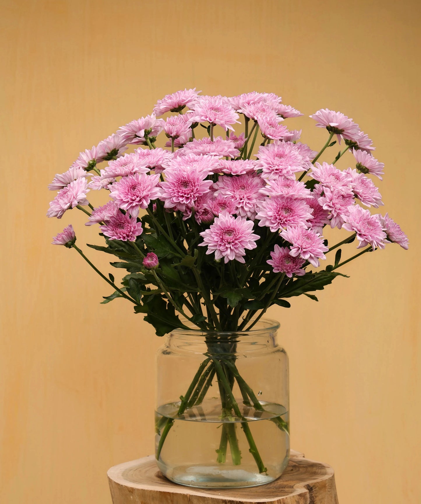 Chrysanthemum Bundle