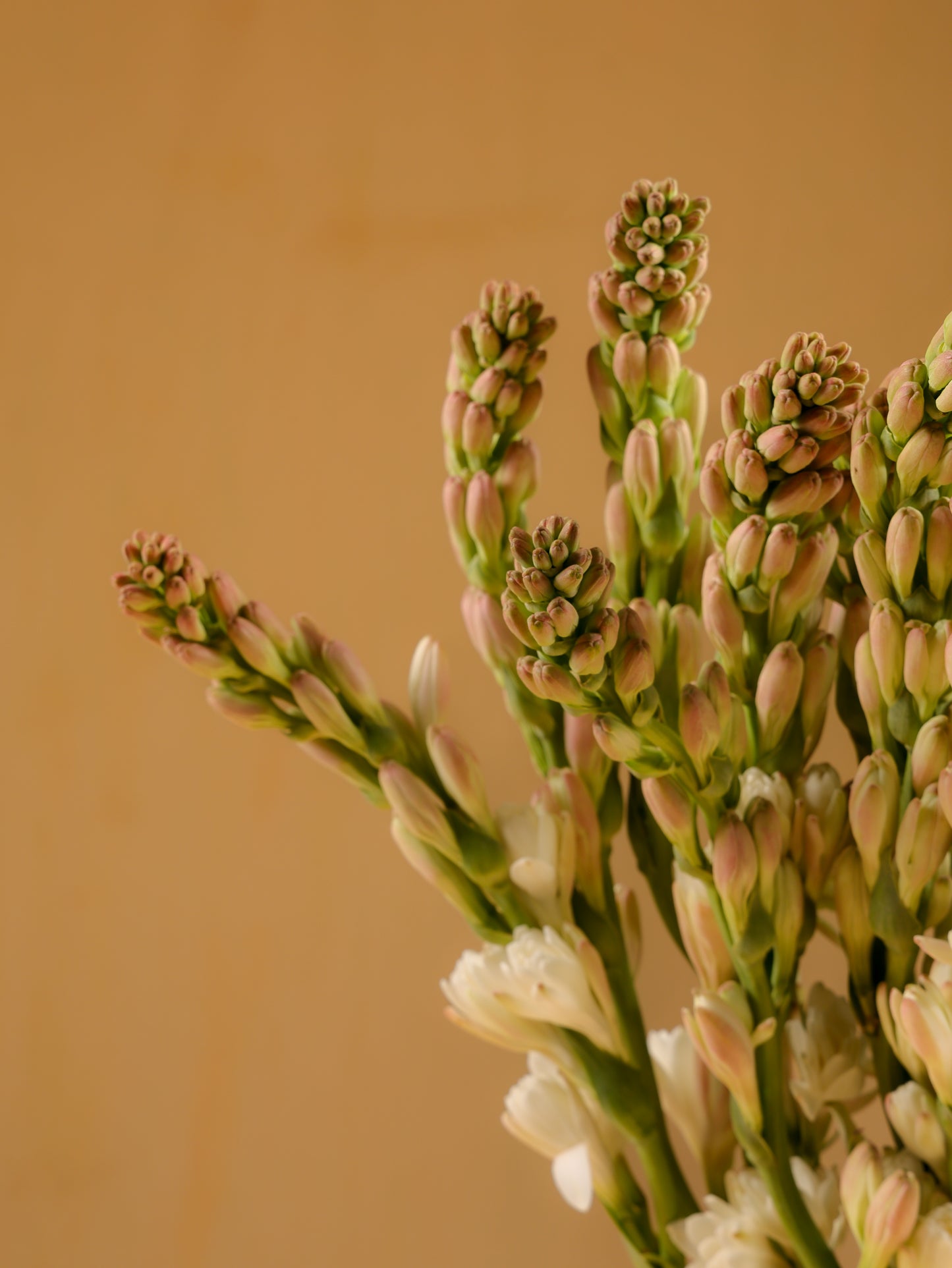 Tuberose