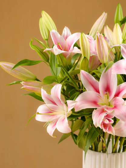 Oriental Lilly